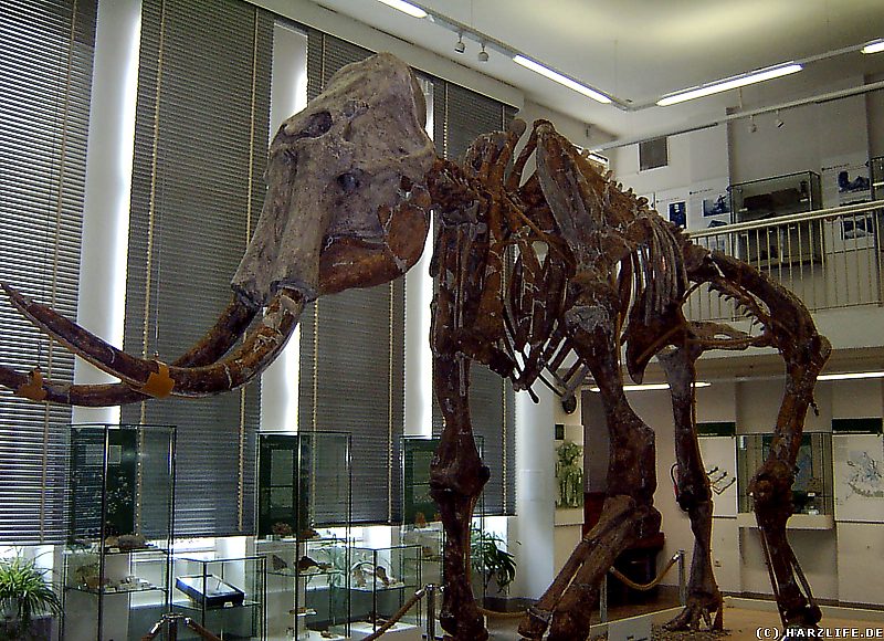 Das Skelett des Altmammuts im Spengler-Museum in Sangerhausen