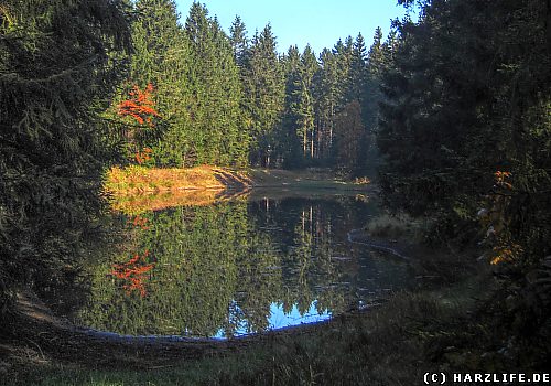 Der Entensumpf Der Entensumpf - kleiner ehemaliger Bergbauteich bei Clausthal-Zellerfeld