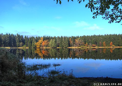 Der Obere Nassenwieser Teich ehemaliger Bergbauteich im Harz