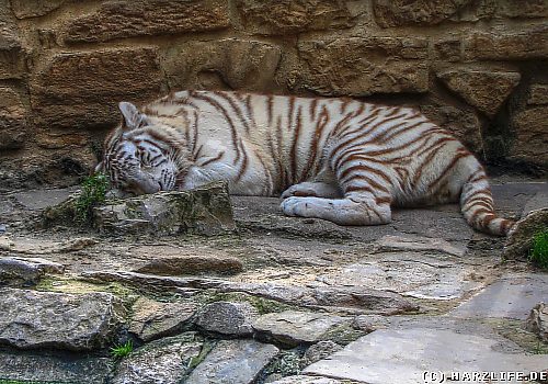 Tiger im Zoo von Aschersleben