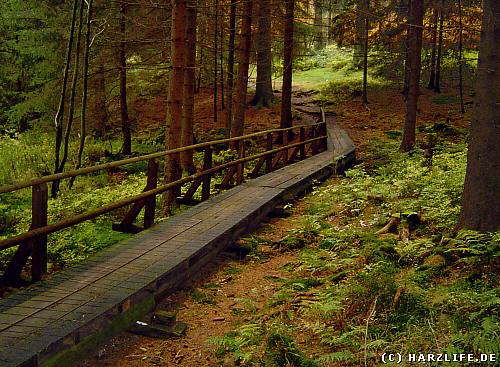 Damit Sie auf dem Wasserwanderweg keine nassen Füße bekommen, werden sumpfige Stellen mit Holzstegen überbrückt. wandern im Harz - Auf dem Wasserwanderweg Prinzenteich - Flambacher Teiche