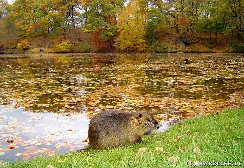 ein Sumpfbiber am Mönchemühlenteich Der Mönchemühlenteich