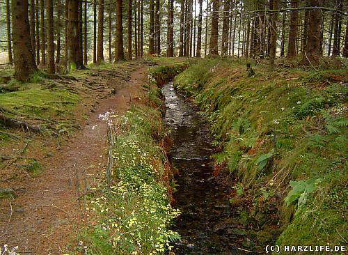 Der Schmidtsgraben westlich des Unteren Flambacher Teiches Der Schmidtsgraben