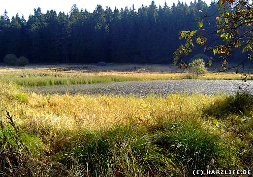 Blick auf die Reste des Unteren Nassenwieser Teiches Der Untere Nassenwieser Teich - ein aufgegebener Bergbauteich bei Buntenbock