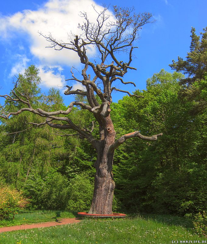 Landschaftspark Degenershausen - Ein mächtiger alter sterbender Baum